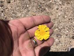 Image of woolly desert marigold