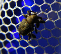 Image of Waterhyacinth Weevils