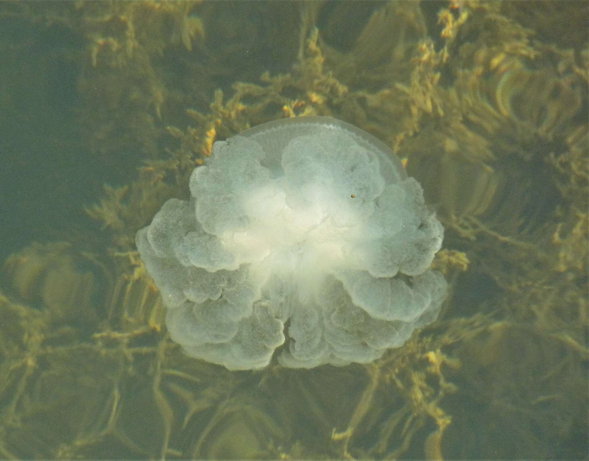 Image of Netrostoma nuda Gershwin & Zeidler 2008