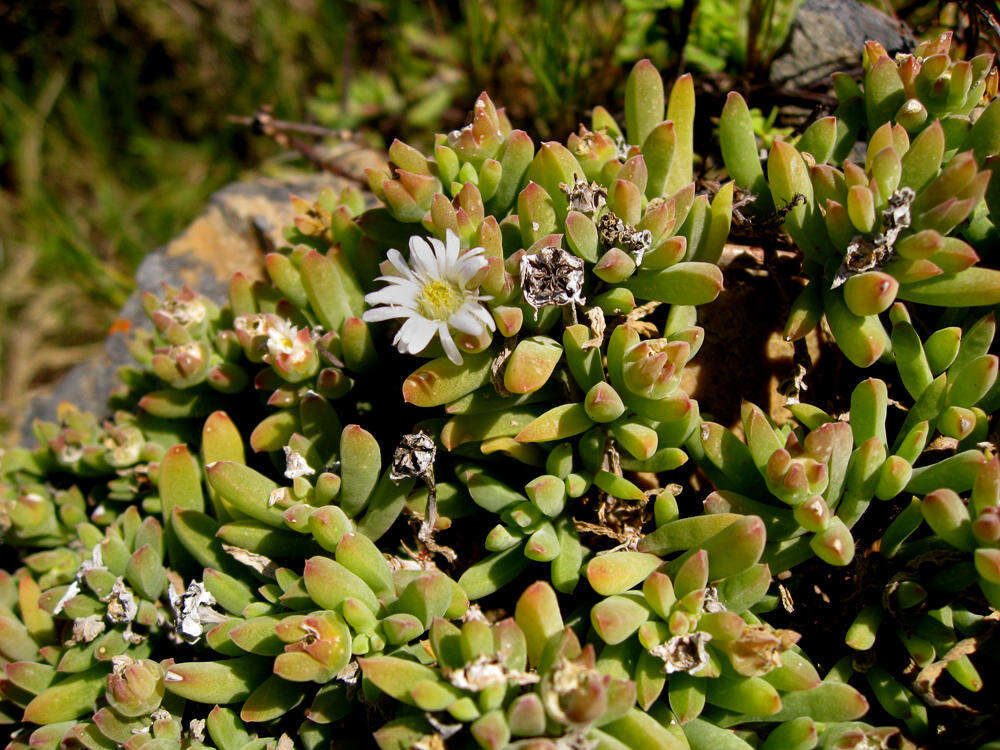 Image of Delosperma patersoniae (L. Bol.) L. Bol.