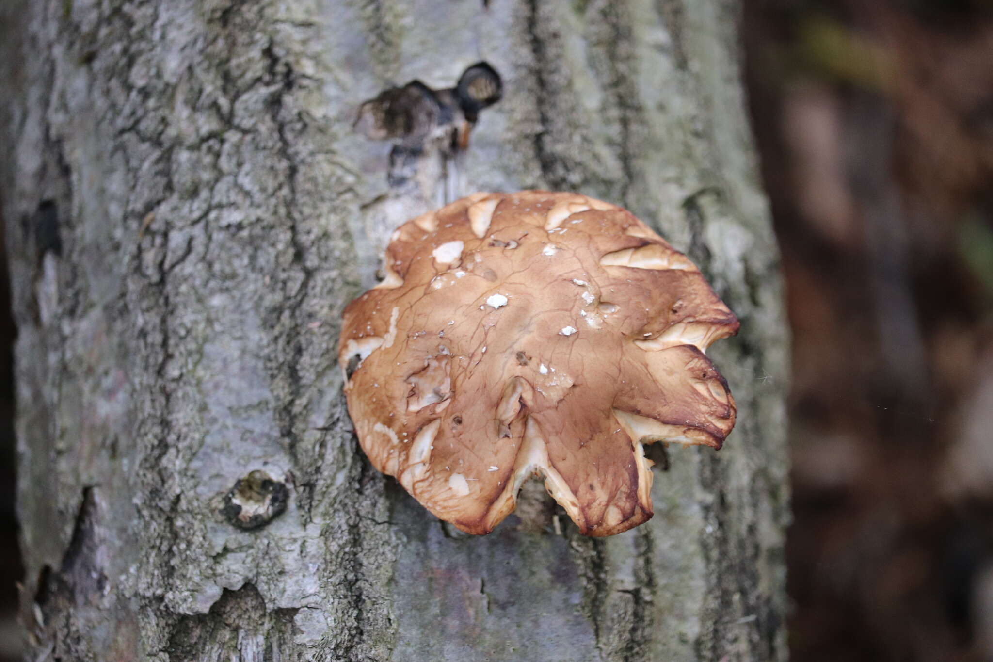 Image of shiitake