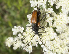 Image of Paracorymbia pallens (Brullé 1832)