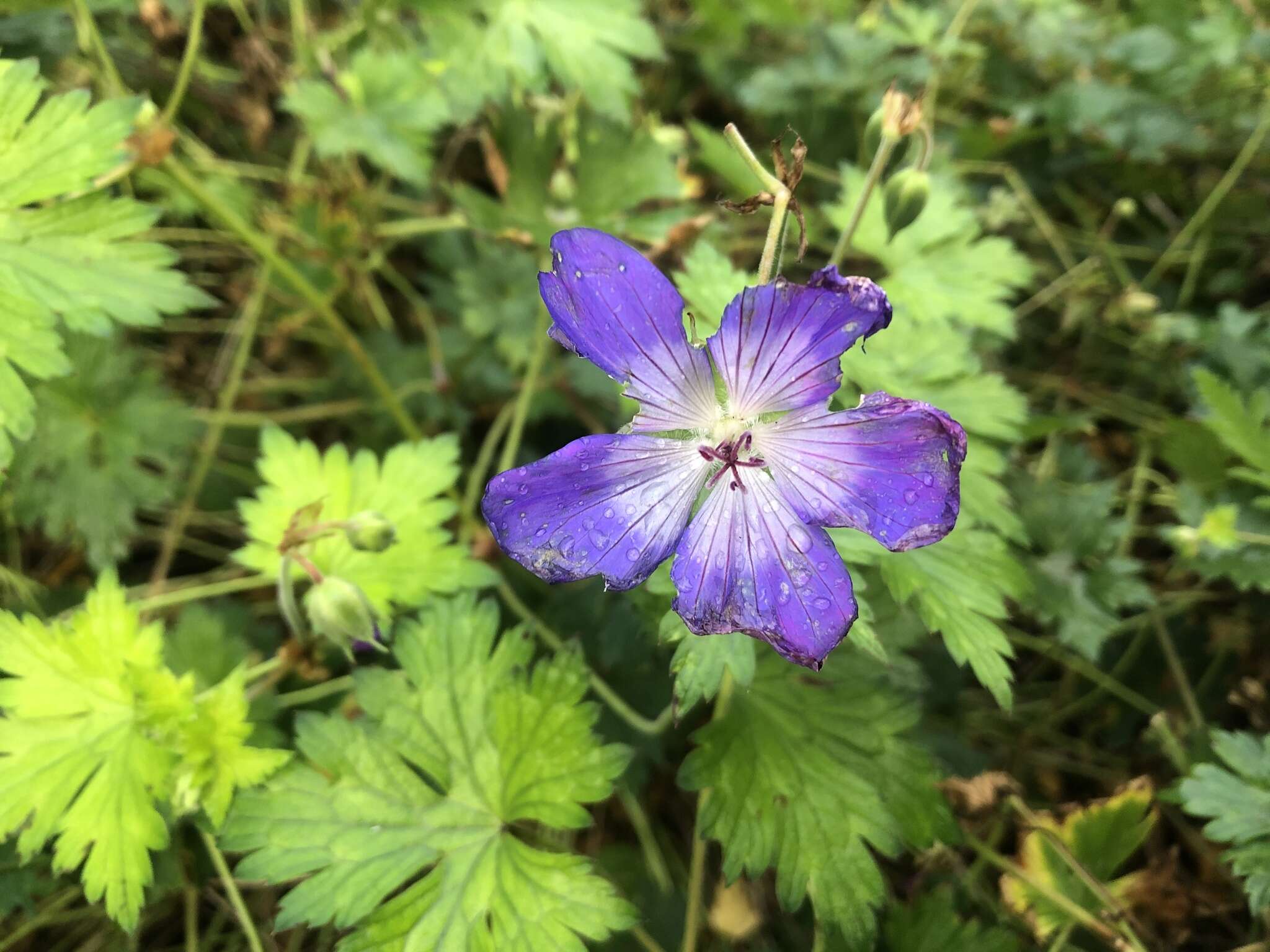 Image of Geranium wallichianum D. Don ex Sweet