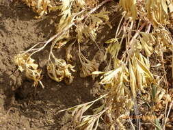 Image of California peony