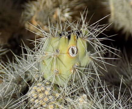 Image de Cylindropuntia abyssi (Hester) Backeb.