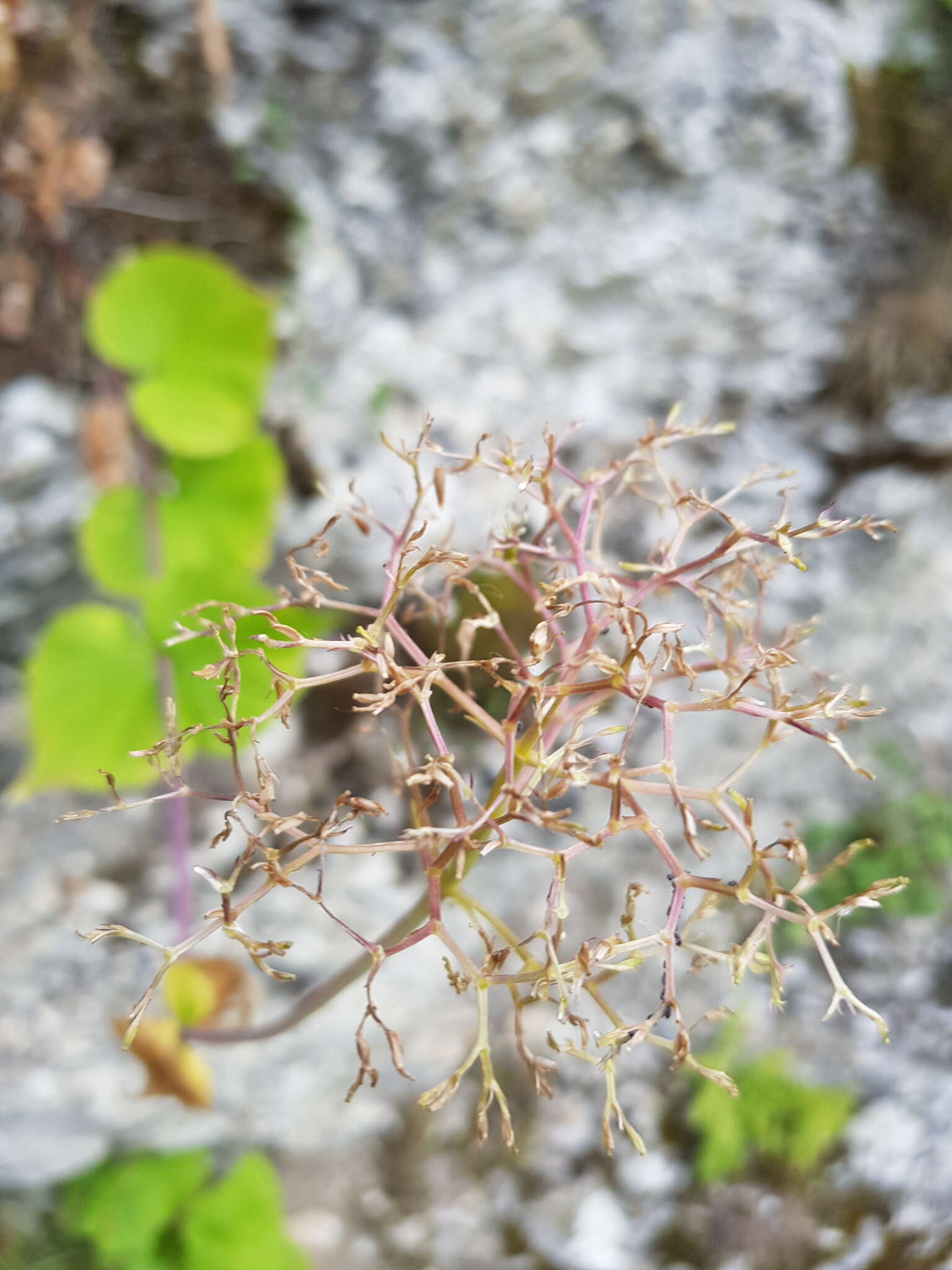 Image of Valeriana alliariifolia var. tiliifolia (Troitzk.) V. Avet.