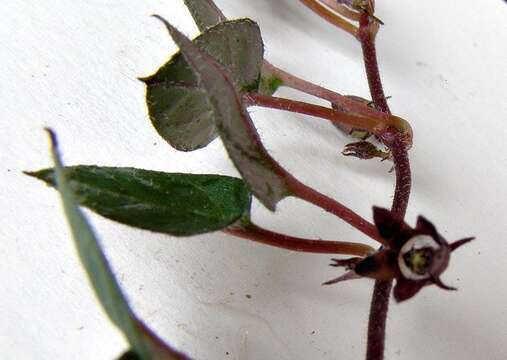 Image of Ceropegia swazica (R. A. Dyer) Bruyns