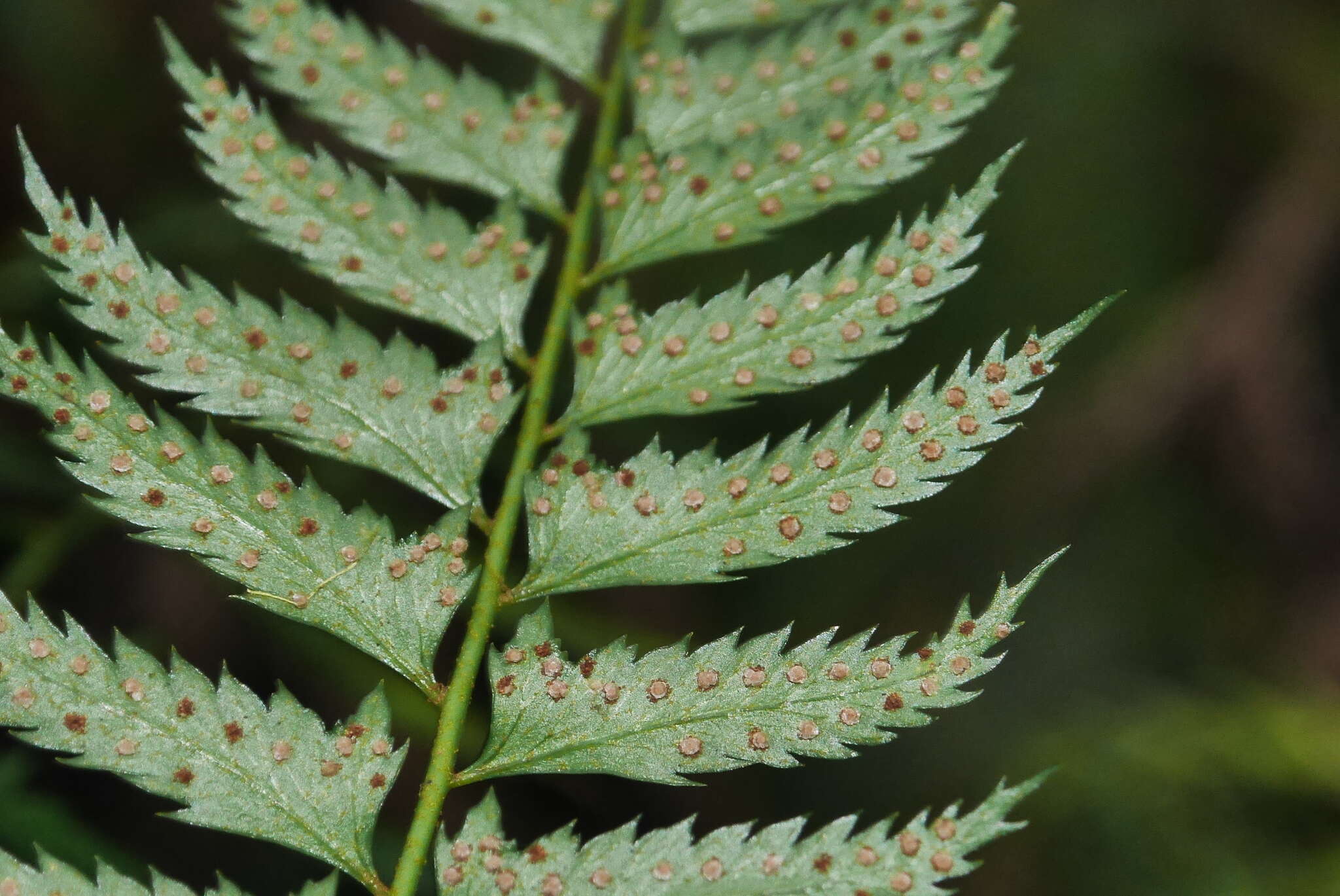 Polystichum formosanum Rosenst. resmi