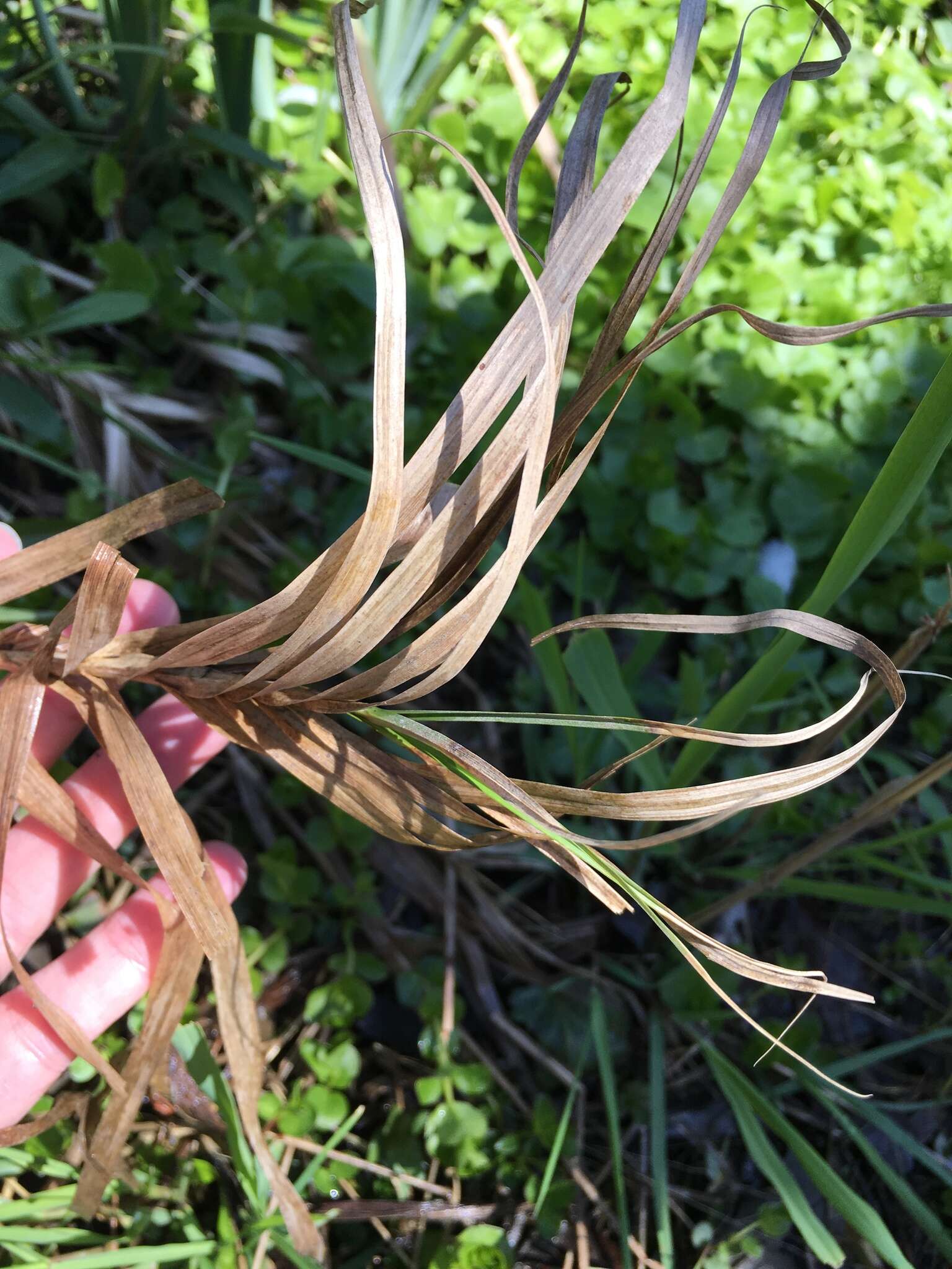 Слика од Carex muskingumensis Schwein.