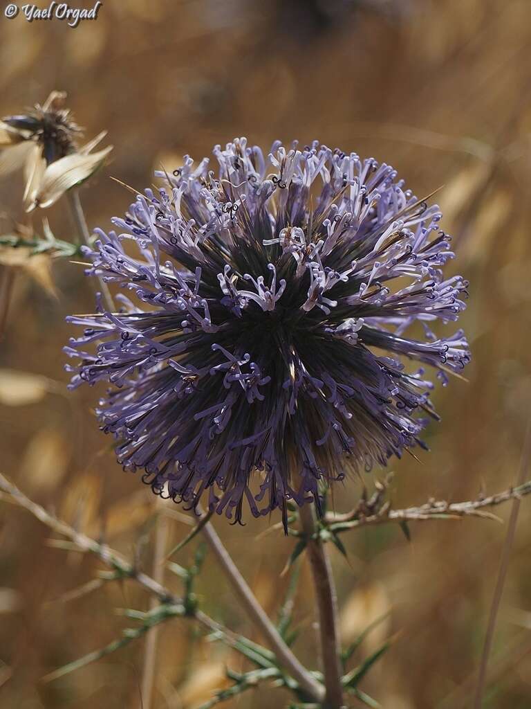 Image de Echinops adenocaulos Boiss.