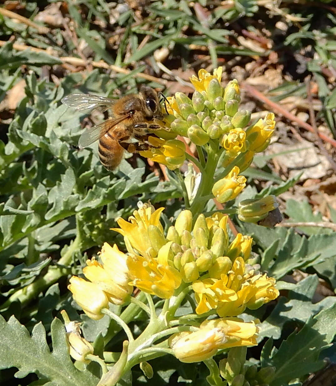 Plancia ëd Rorippa sinuata (Nutt.) Hitchc.