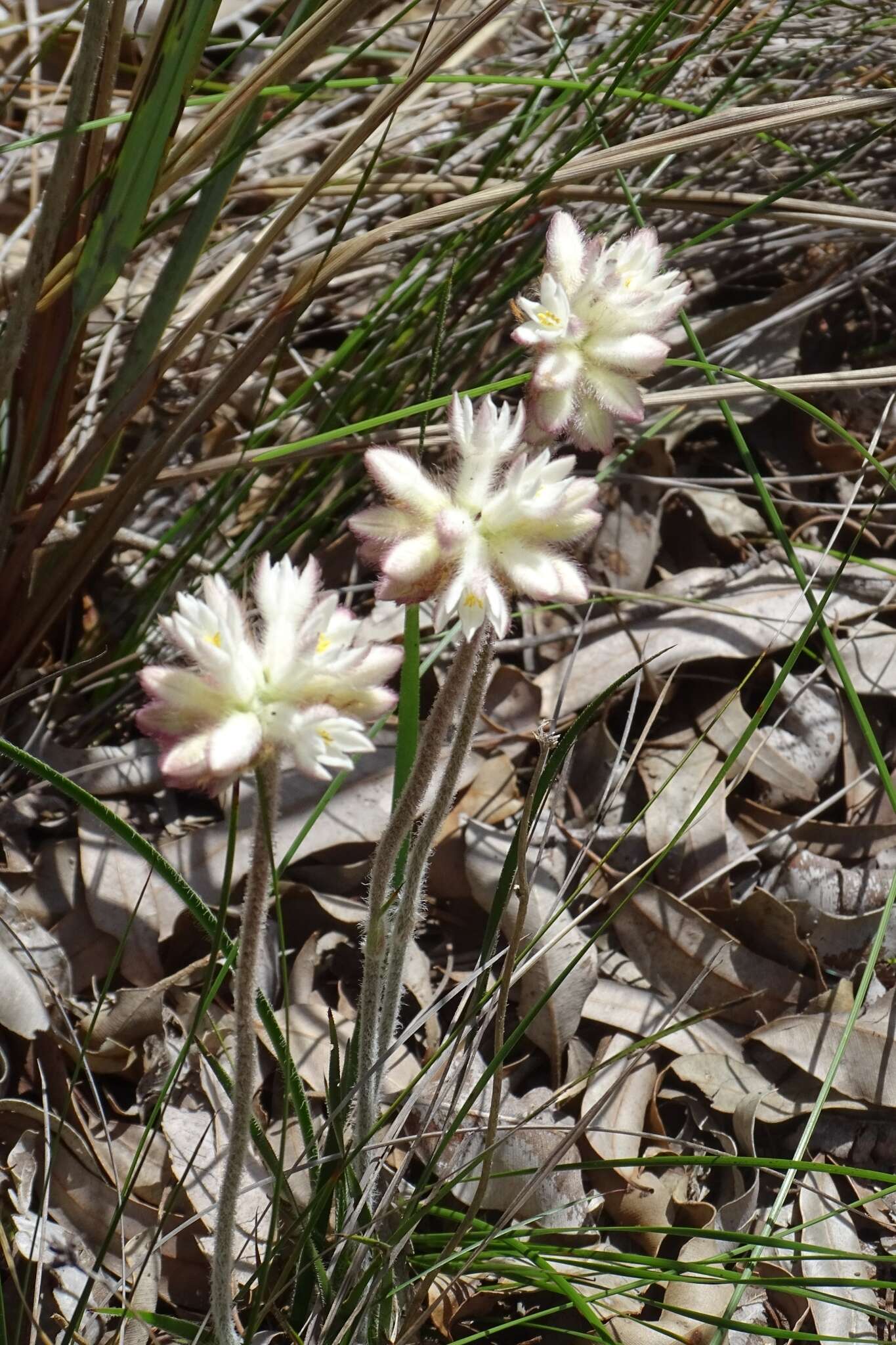 Image of Conostylis setosa Lindl.