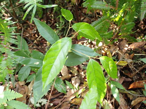 Plancia ëd Styrax suberifolius Hook. & Arn.