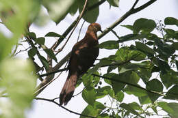 Image of MacKinlay's Cuckoo-Dove