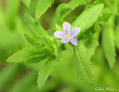 Imagem de Stemodia maritima L.