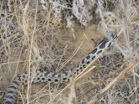 Image of East-Four-lined Ratsnake