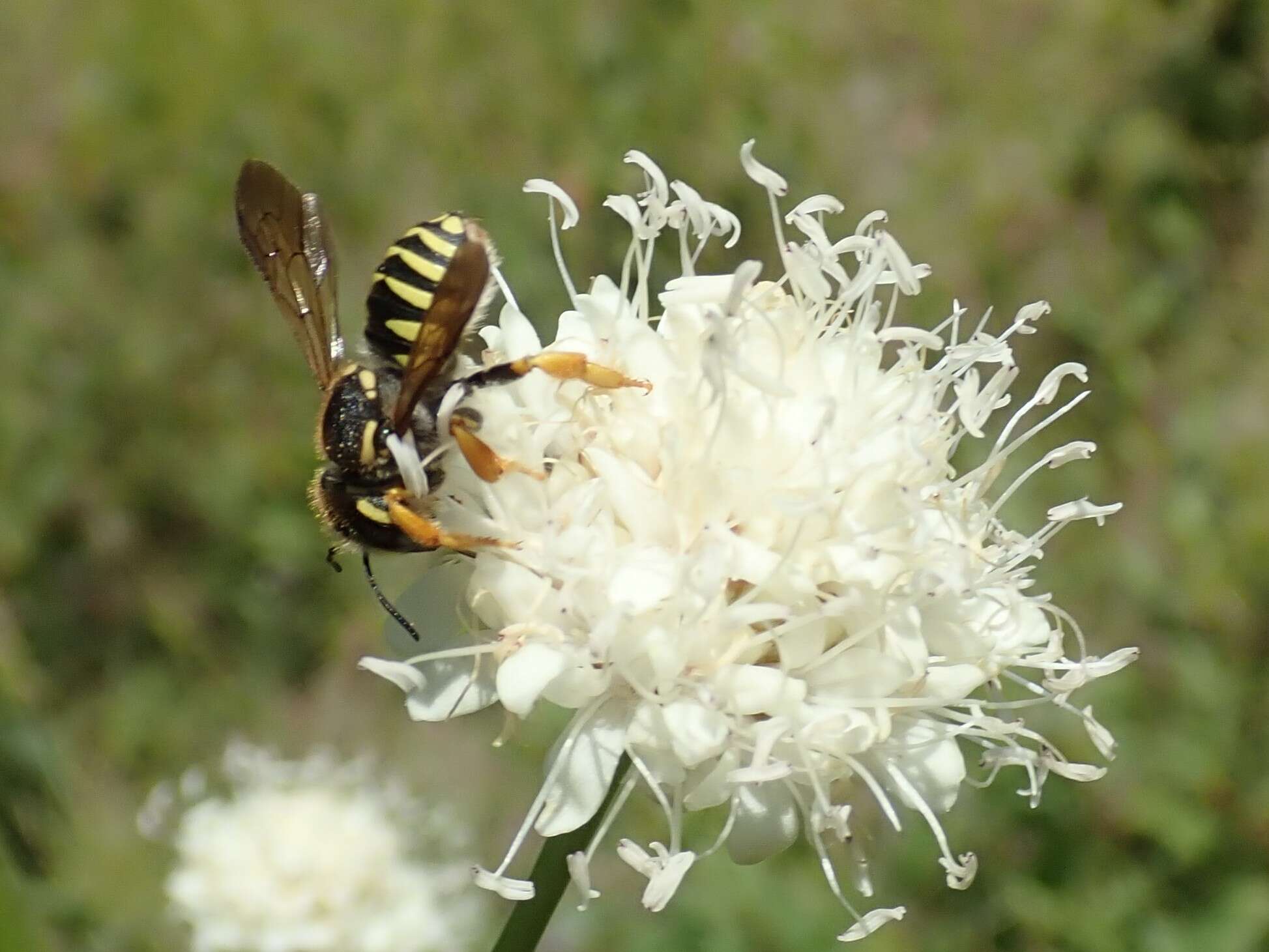 Image de Trachusa interrupta (Fabricius 1781)