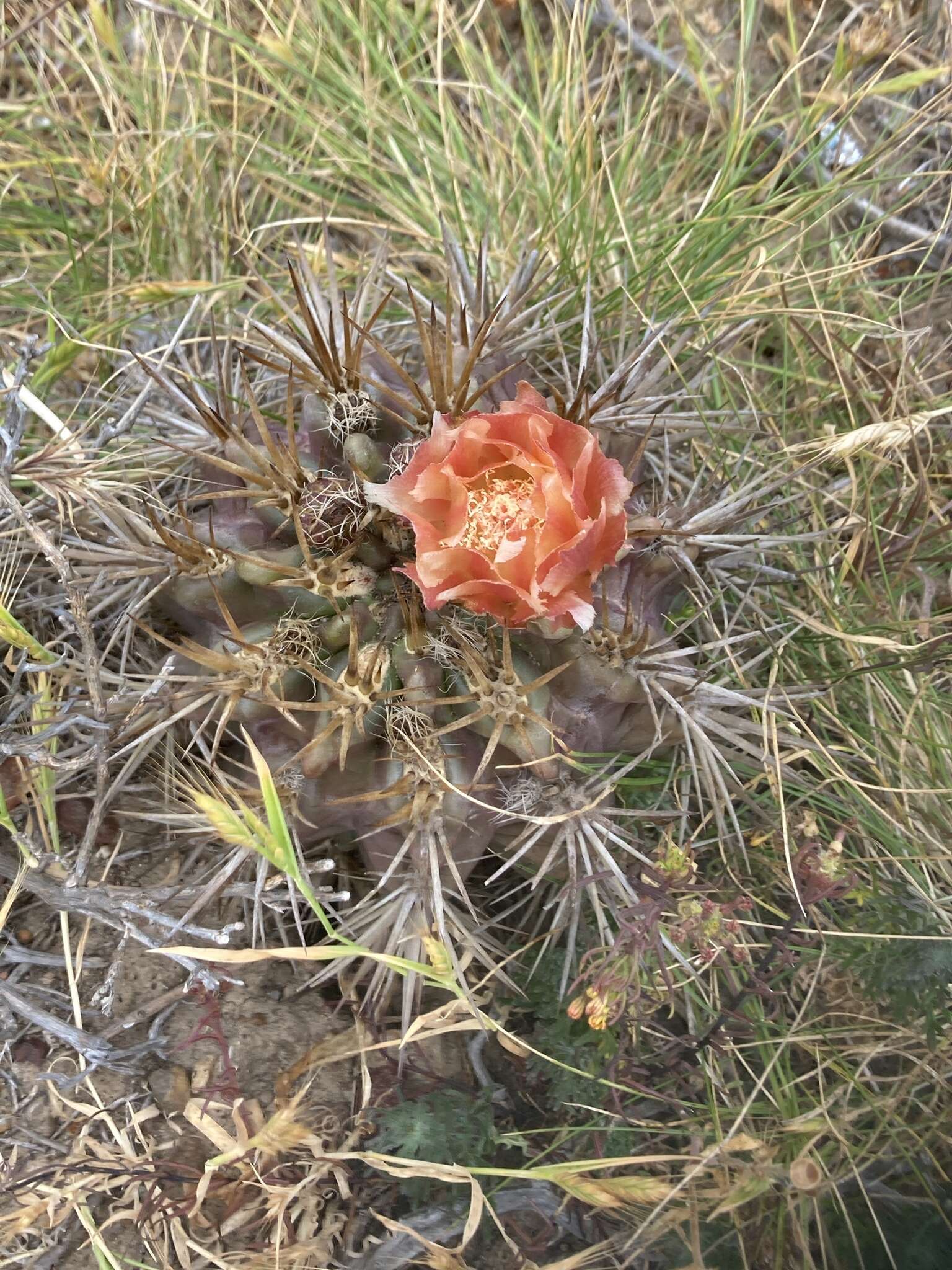 Image of Eriosyce curvispina var. mutabilis