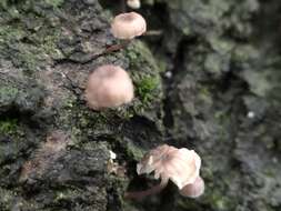 Image of Mycena corticola (Pers.) Gray 1821