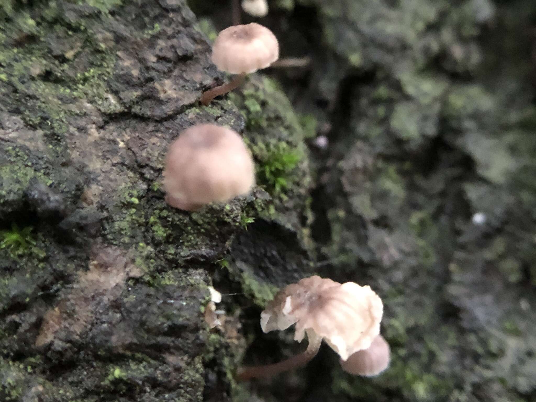 Mycena corticola (Pers.) Gray 1821的圖片