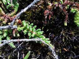 Слика од Hypericum goyanesii Cuatrec.