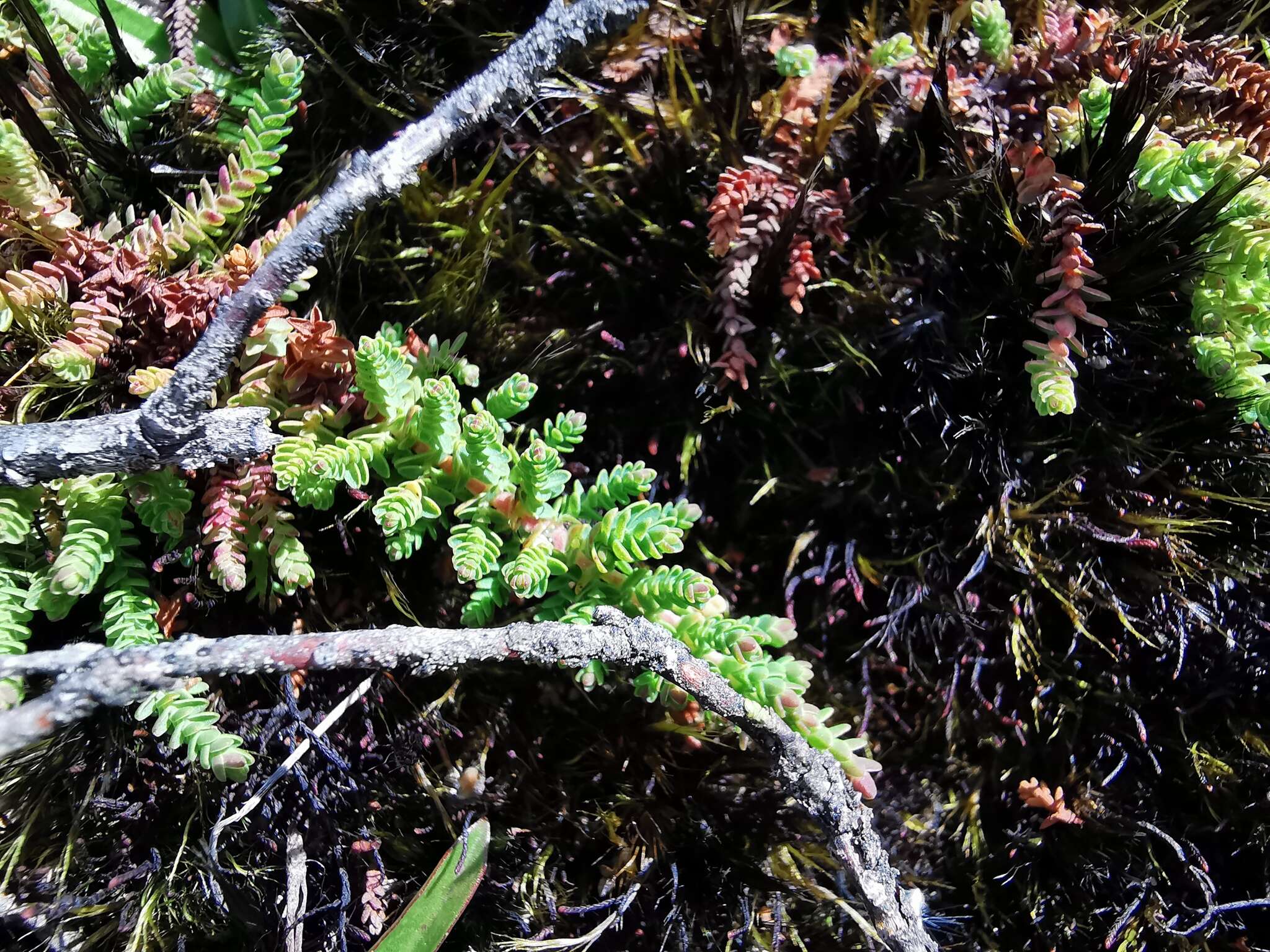 Image of Hypericum goyanesii Cuatrec.