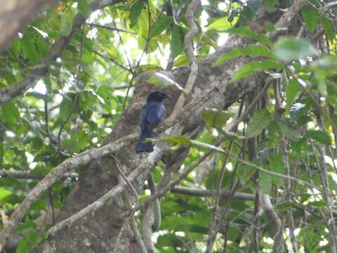 Image of Shining Drongo