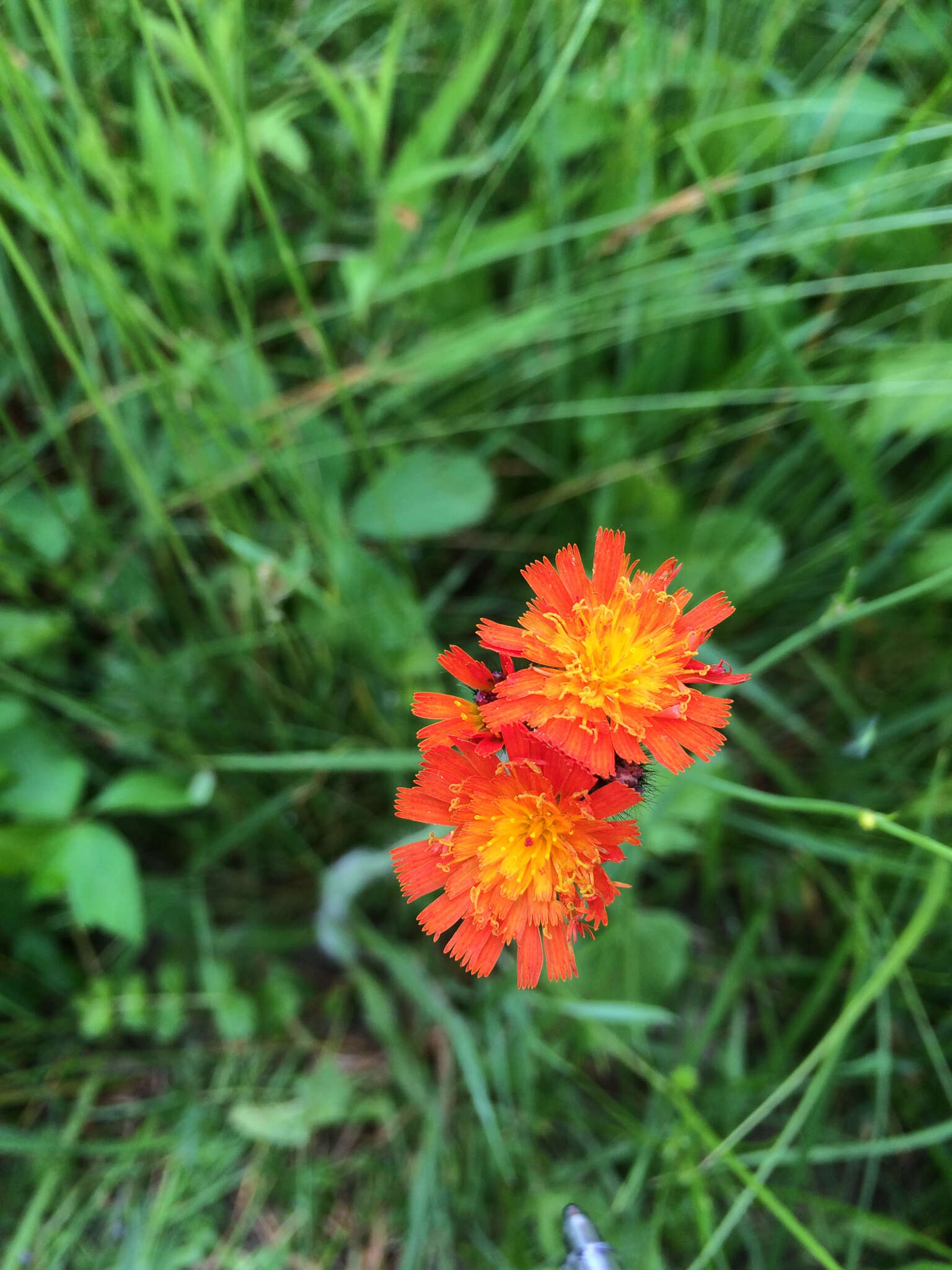 Imagem de Pilosella aurantiaca (L.) Sch. Bip., F. W. Schultz & Sch. Bip.