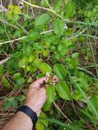 Image of Gold Coast jasmine