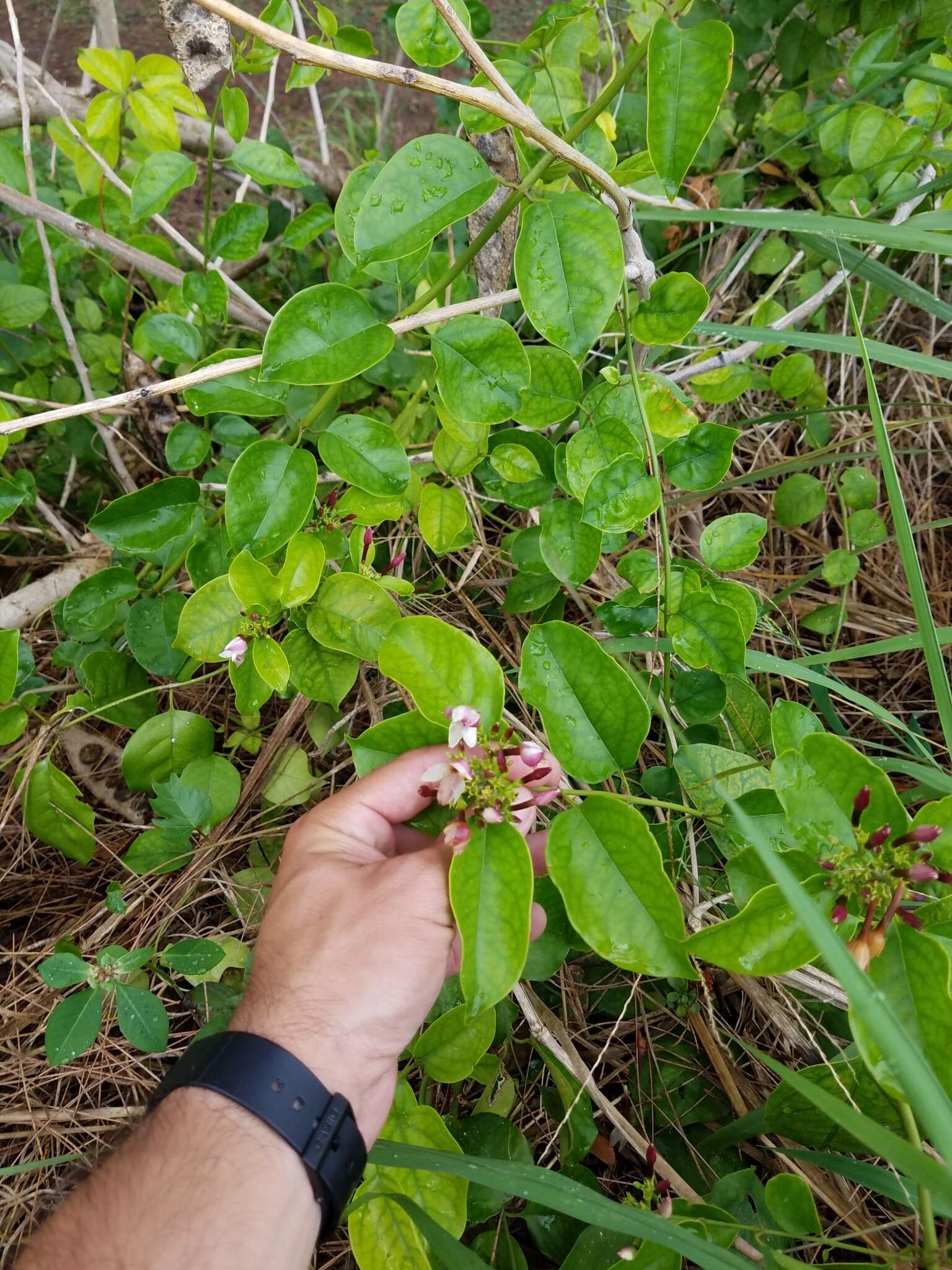 Image of Gold Coast jasmine