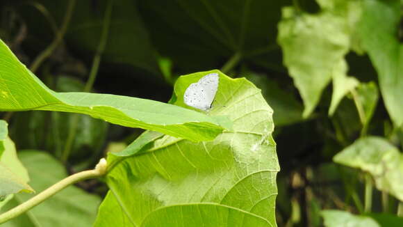 Image of Celastrina lavendularis himilcon (Fruhstorfer 1909)