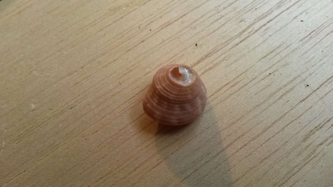 Image of Jujube Top Shell