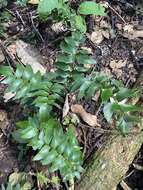 Image de Adiantum argutum Splitb.