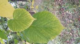 Image of American Basswood