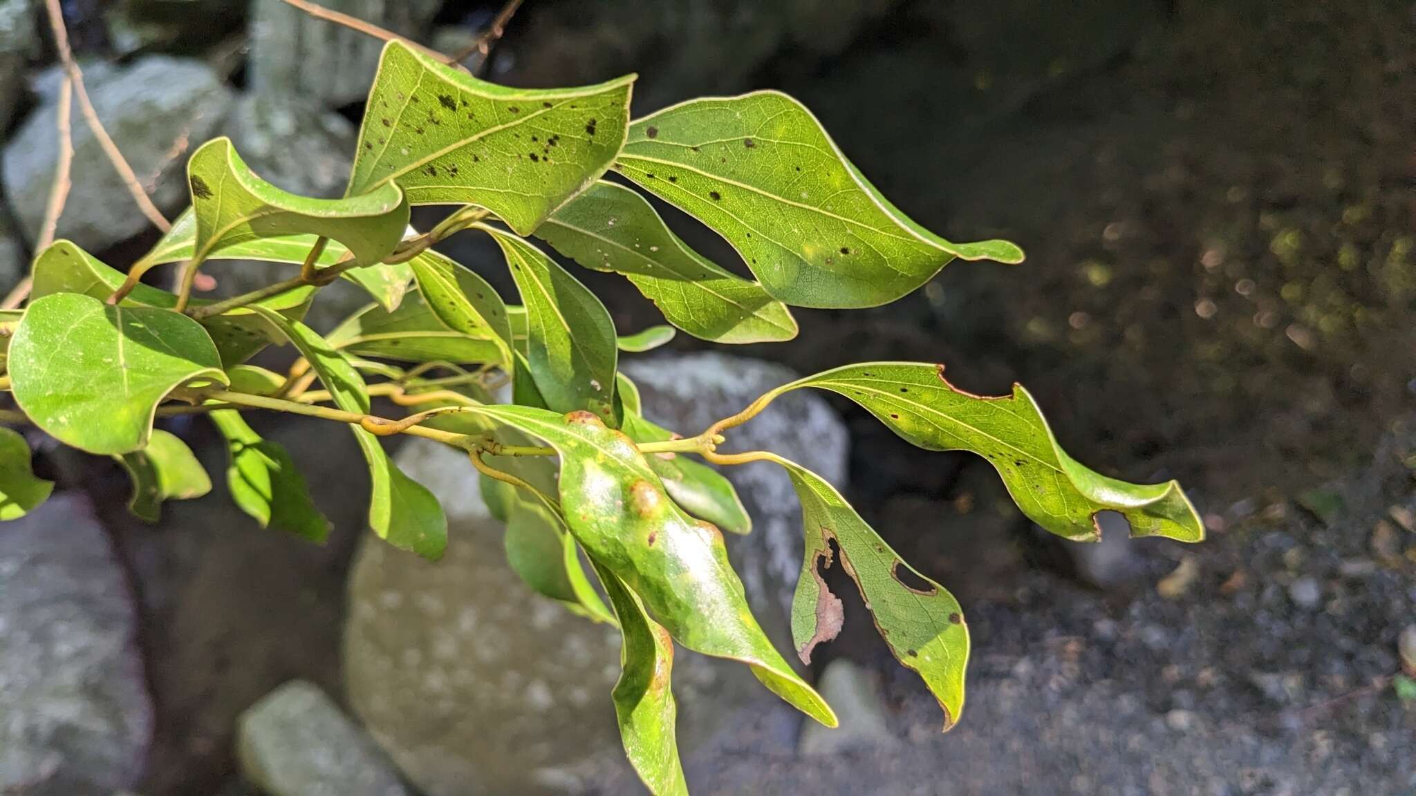 Imagem de Cinnamomum reticulatum Hayata