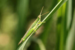 Image of Tucayaca gracilis (Giglio-Tos 1897)