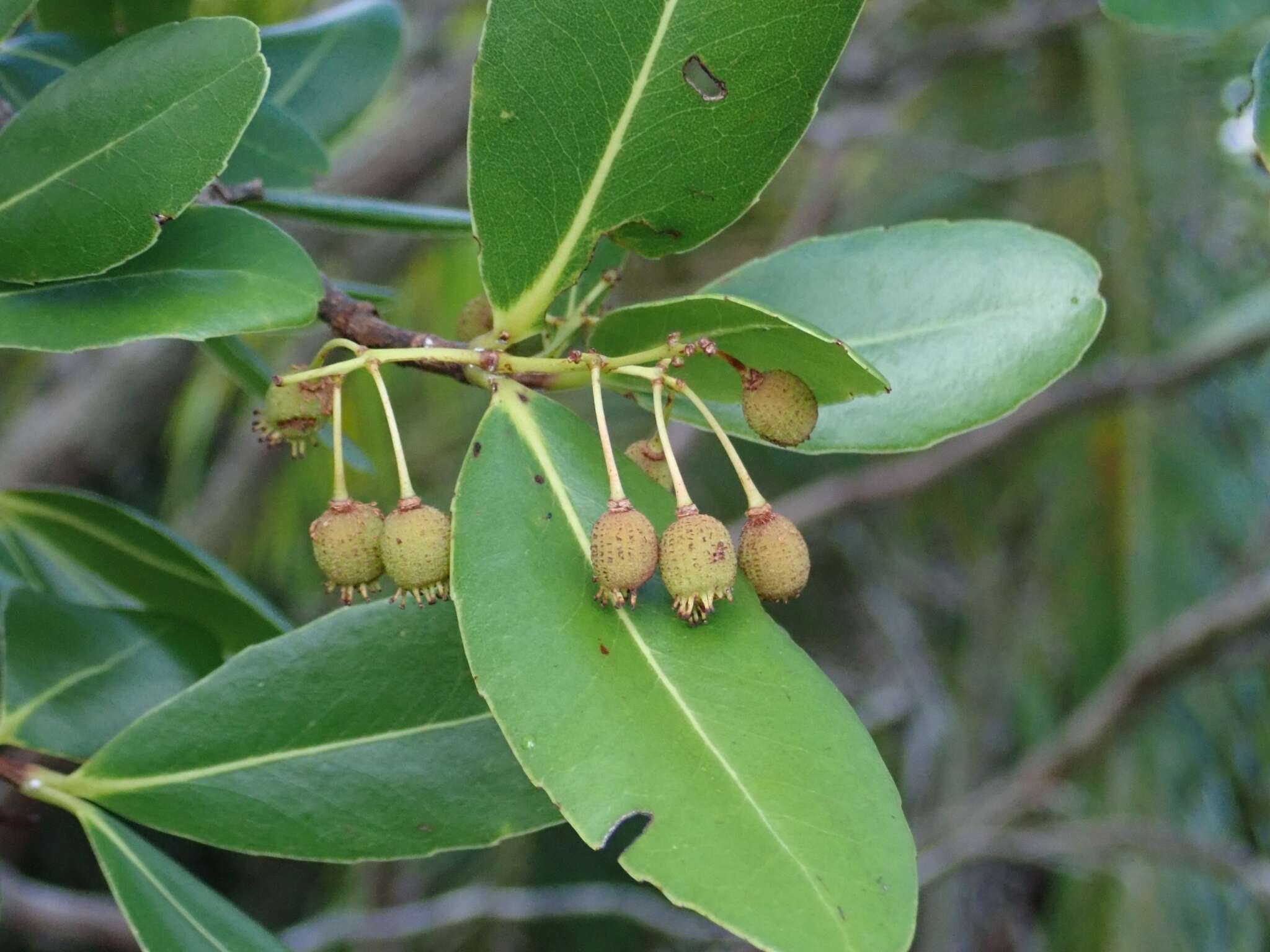 Слика од Medusagyne oppositifolia Baker