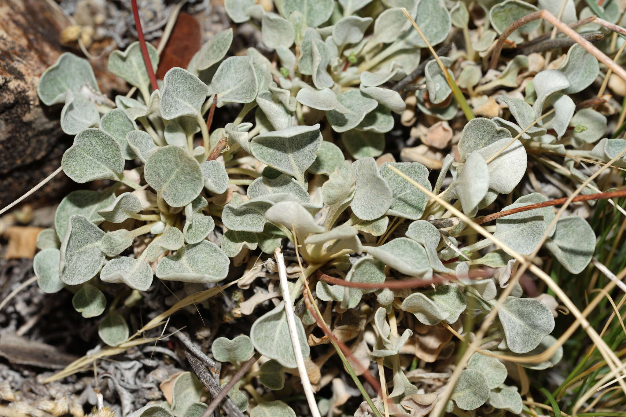 صورة Eriogonum tenellum Torrey