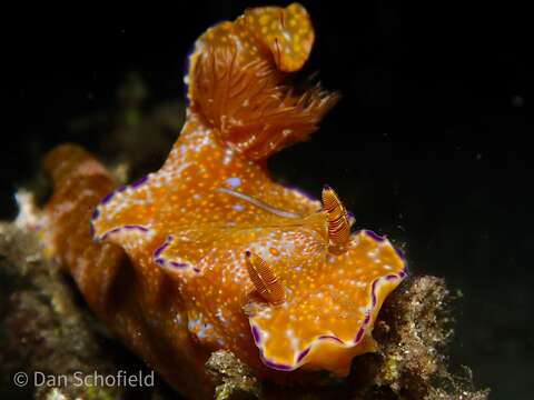 Image of Purple edged yellow spot slug