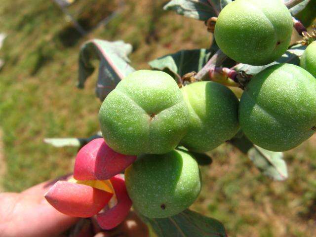 Image of Adenia repanda (Burch.) Engl.