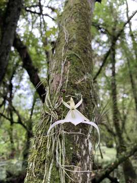 Image of Ghost orchid