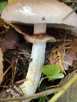 Image de Stropharia albivelata (Murrill) Norvell & Redhead 2000