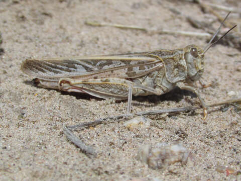 Image of Xanthippus montanus (Thomas & C. 1872)