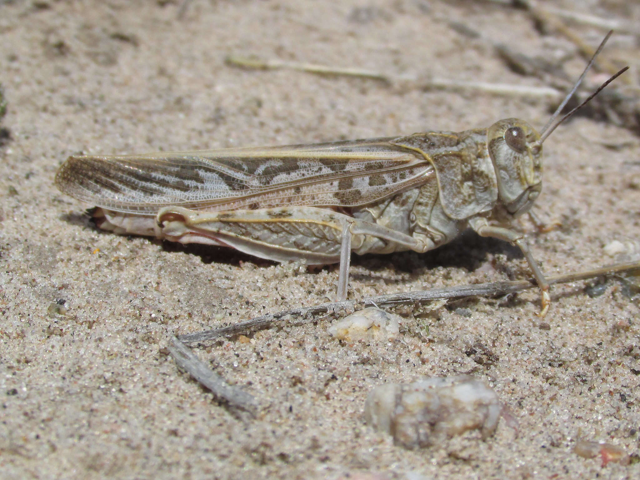 Xanthippus montanus (Thomas & C. 1872)的圖片