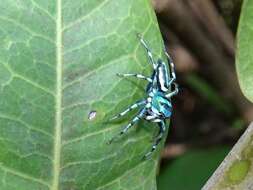 Image of Sea-green Northern Jumper