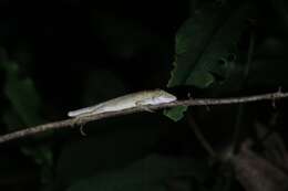 Pseudocalotes microlepis (Boulenger 1888) resmi