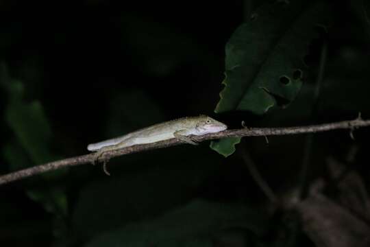 صورة Pseudocalotes microlepis (Boulenger 1888)