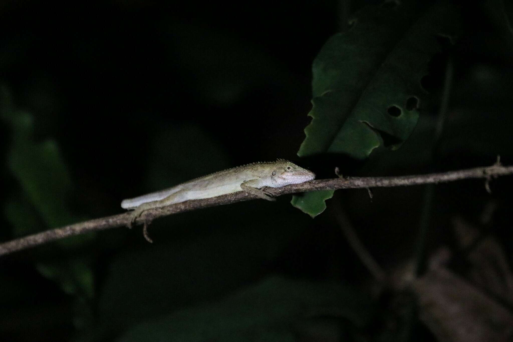 Слика од Pseudocalotes microlepis (Boulenger 1888)