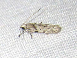 Image of Stripe-backed Moth