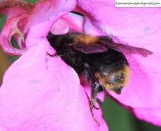 Image of Bombus koreanus (Skorikov 1933)